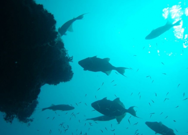  buceo en sitios rocosos cerca de Biarritz 